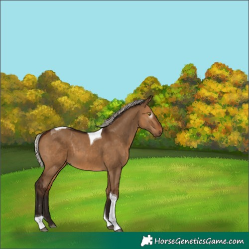 Horse Color:Gray Silver Bay Dun Tobiano