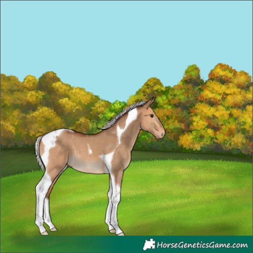 Horse Color:Silver Bay Dun Tobiano 