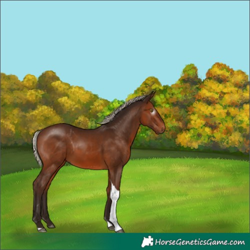 Horse Color:Gray Silver Bay Tobiano