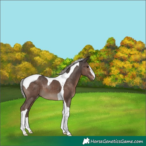 Horse Color:Silver Black Splash Tobiano 
