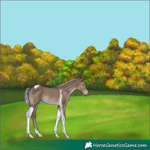 Horse Color:Silver Grullo Tobiano