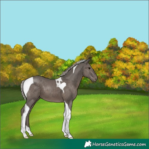 Horse Color:Silver Black Tobiano