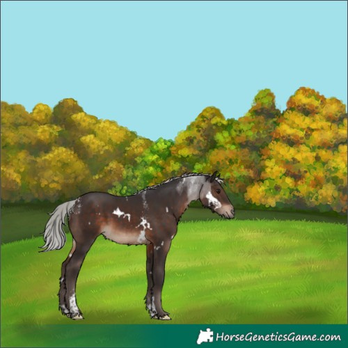 Horse Color:Powder White White Spotted Silver Brown