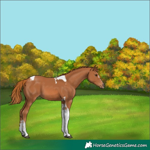 Horse Color:Chestnut Tobiano