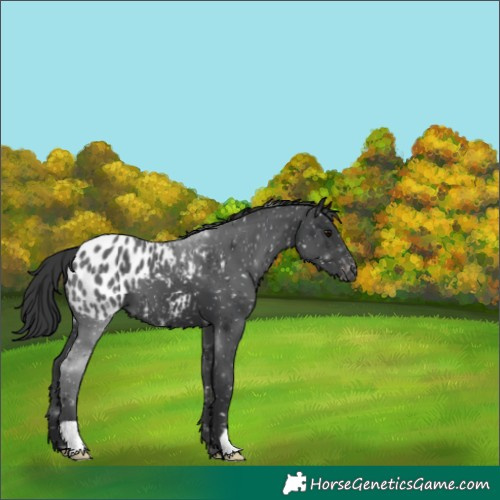 Horse Color:Black Blanket 