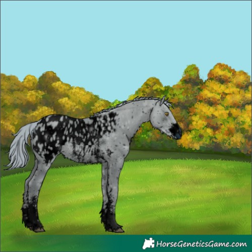 Horse Color:ERROR: UNKNOWN ANOMALY