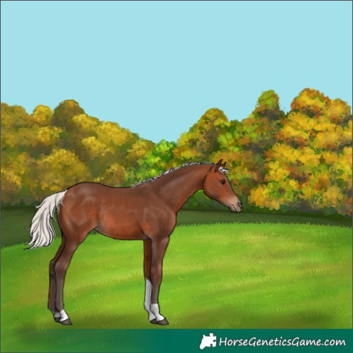 Horse Color:Silver Brown Tobiano Rabicano