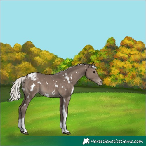 Horse Color:White Spotted Silver Black Tobiano Varnish 