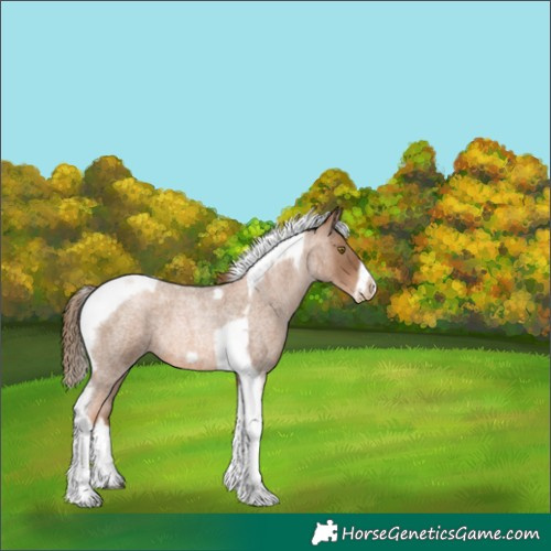 Horse Color:Liver Red Roan Pearl Tobiano Frame