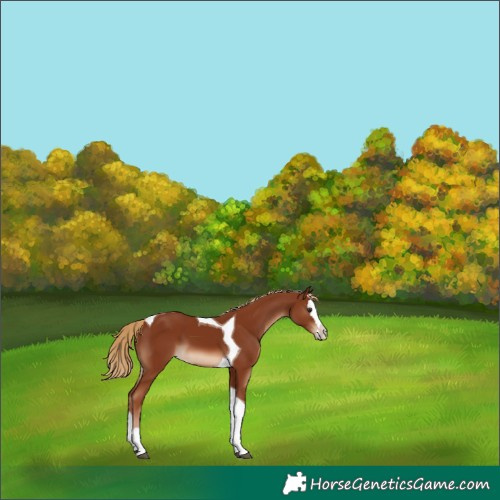 Horse Color:Chestnut Splash Tobiano 