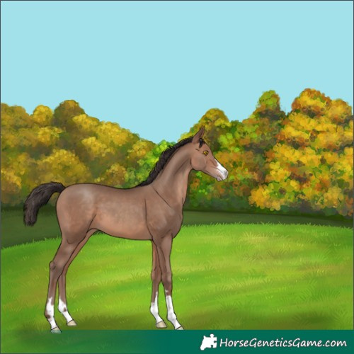 Horse Color:Sable Champagne 