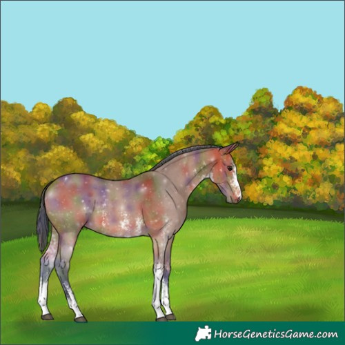Horse Color:Nacre Bay Sabino 