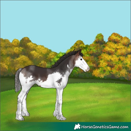 Horse Color:Brown Splash Frame