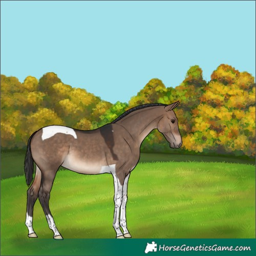 Horse Color:Brown Dun Tobiano 