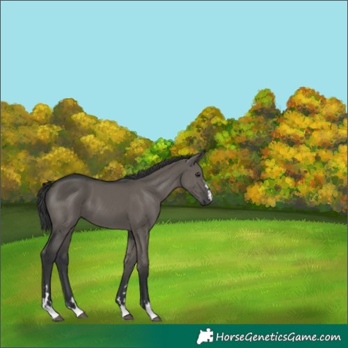 Horse Color:Grullo 