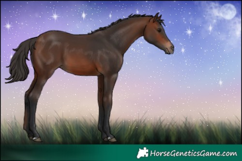 Horse Color:Brown 