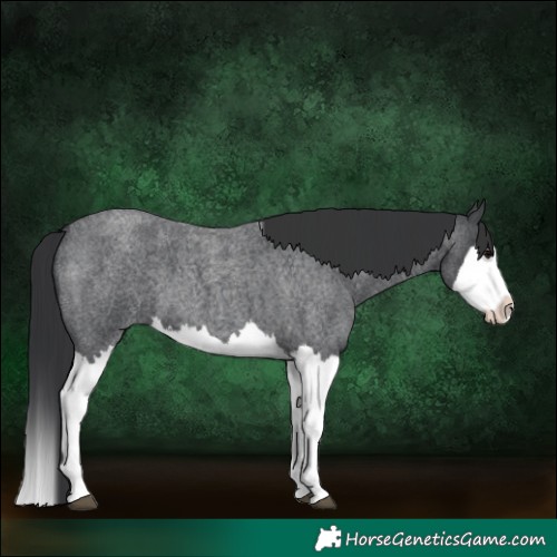 Horse Color:Blue Roan Splash