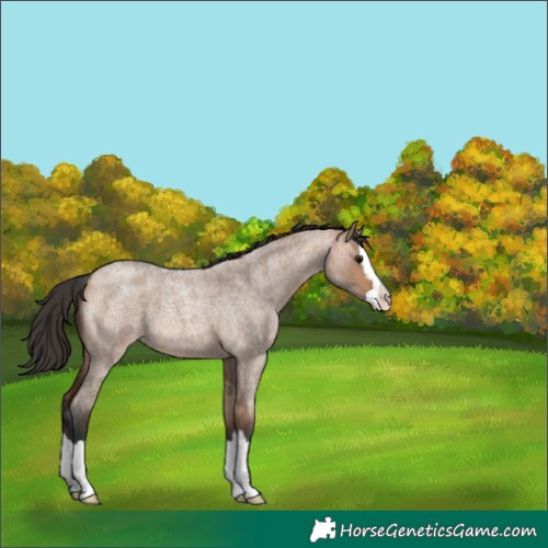 Horse Color:Bay Roan Dun Splash