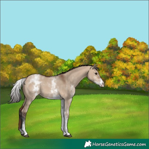 Horse Color:White Spotted Bay Dun