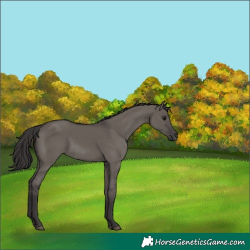 Horse Color:Smoky Grullo