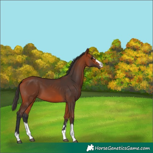 Horse Color:Bay 