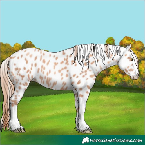 Horse Color:Gold Champagne Leopard 