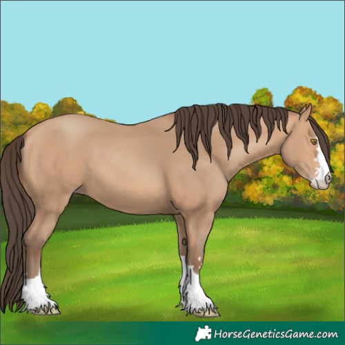 Horse Color:Amber Champagne