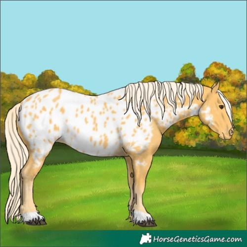 Horse Color:Palomino Near Leopard