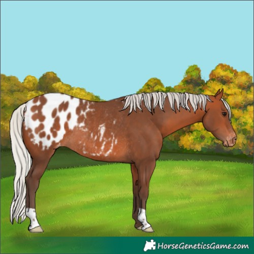 Horse Color:Silver Bay Blanket Rabicano