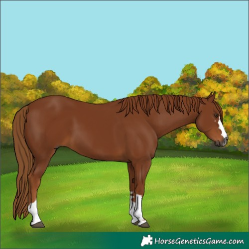 Horse Color:Gray Chestnut 