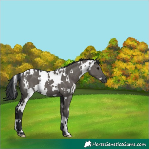 Horse Color:White Spotted Grullo