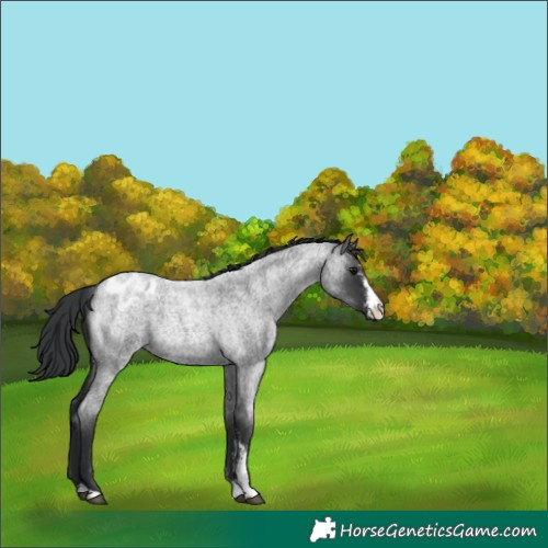 Horse Color:Blue Roan Sabino Varnish Rabicano