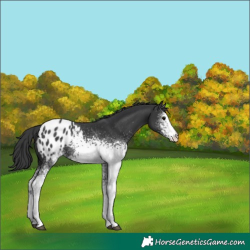 Horse Color:White Spotted Black Sabino Blanket