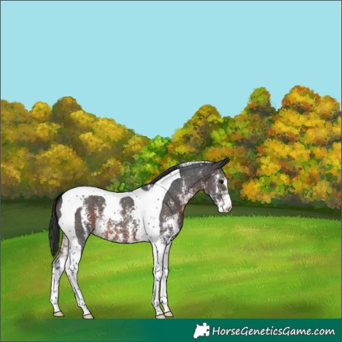 Horse Color:Brown Sabino Tobiano Varnish