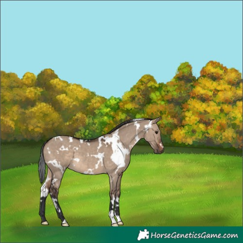 Horse Color:White Spotted Brown Dun