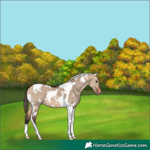 Horse Color:White Spotted Bay Dun Tobiano Blanket