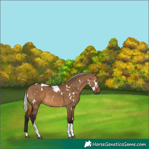 Horse Color:Gray White Spotted Silver Bay Dun Tobiano