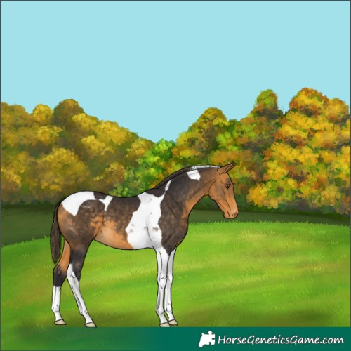 Horse Color:Buckskin Tobiano Blanket 