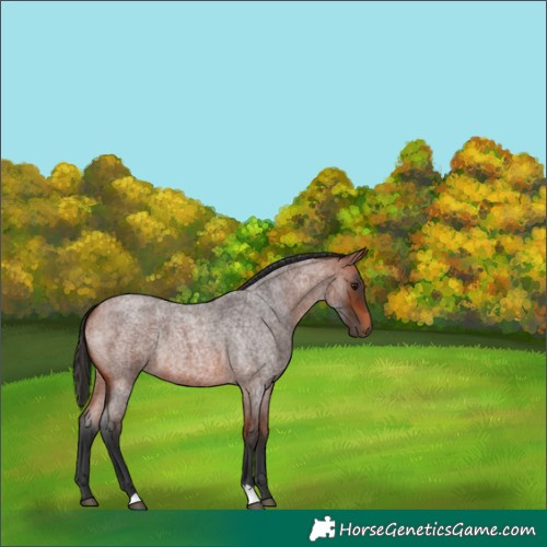 Horse Color:Bay Roan 