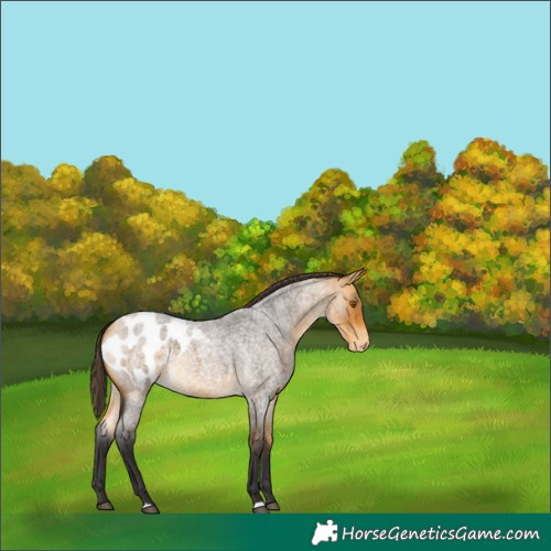 Horse Color:Buckskin Roan Blanket