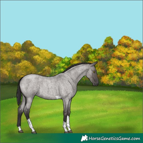 Horse Color:Smoky Grullo Roan Tobiano 