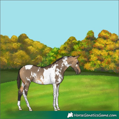 Horse Color:White Spotted Buckskin Dun Tobiano Rabicano 