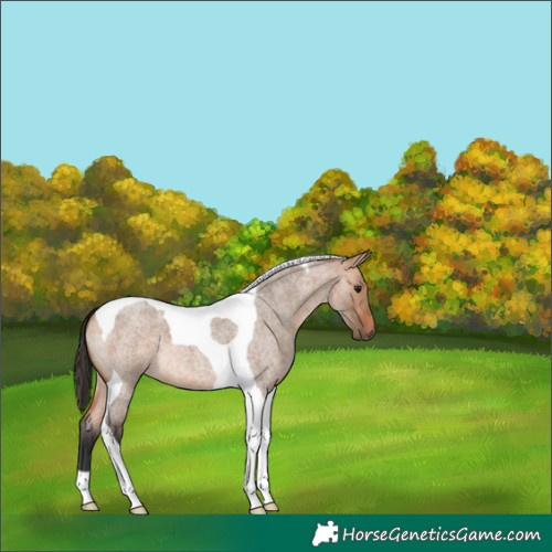 Horse Color:Bay Roan Dun Tobiano