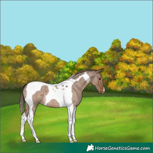 Horse Color:Liver Red Dun Roan Tobiano 