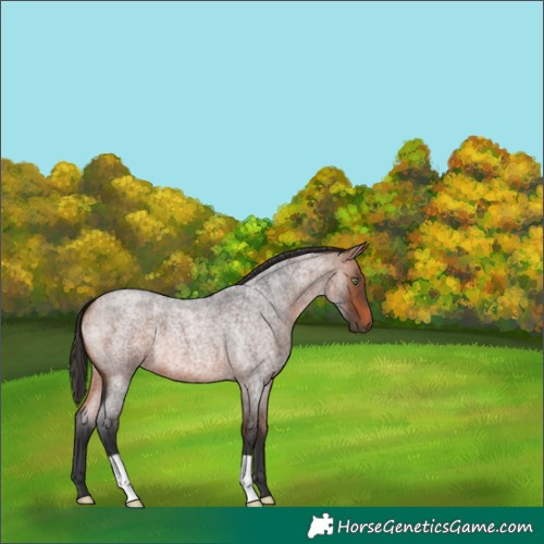 Horse Color:Bay Roan