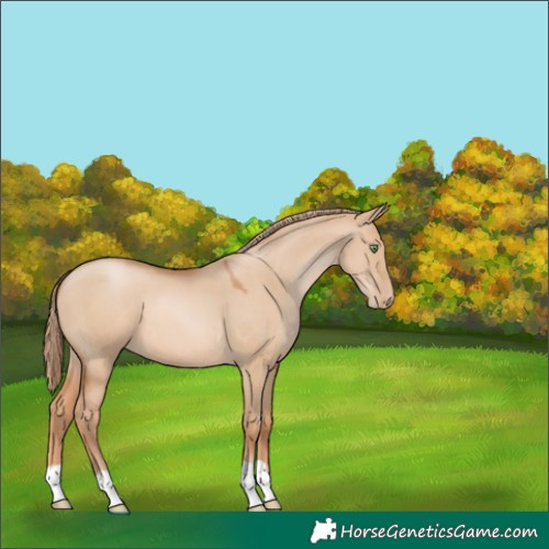 Horse Color:Red Dun Pearl 
