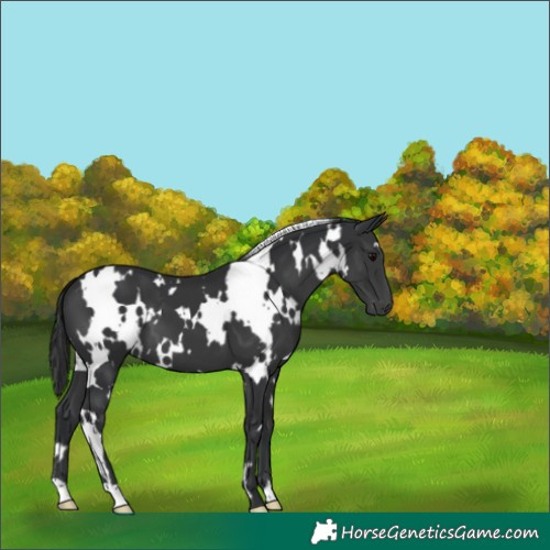 Horse Color:White Spotted Black 