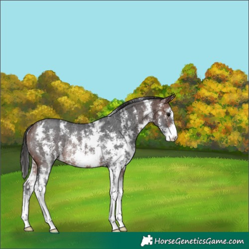Horse Color:Brown Sabino Varnish Rabicano