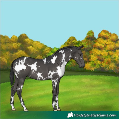 Horse Color:White Spotted Black