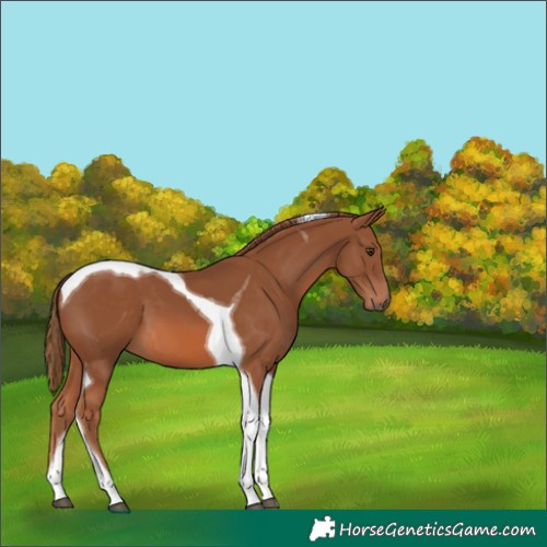 Horse Color:Chestnut Tobiano 